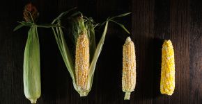 5 Элемент: , Маленькое фото 11710